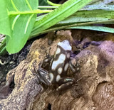 Dendrobates Auratus Pena Blanca Dart Frog