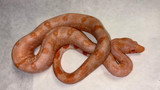 Sunglow Leopard Boa