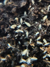 Bylas Ant Springtails (Pseudosinella violenta)