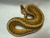 Lemon Blast Ball Python
