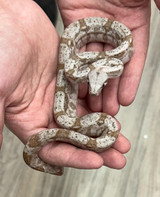 Hog Island Boa