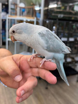 Pallid/Opaline Quaker