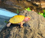 Snow Red Ear Slider Turtle