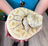 Banana Enchi Ball Python