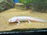 Lucy Axolotl