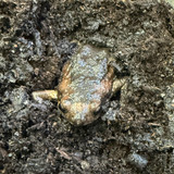 Chubby Frog