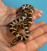 Buckskin Okeetee Cornsnake