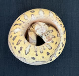 Super Pastel Enchi Clown Ball Python