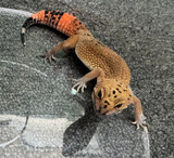 Tangerine Black Knight Leopard Gecko