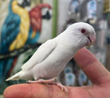 Albino Parrotlet