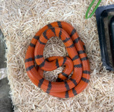 Honduran Vanishing Pattern Tangerine Milksnake