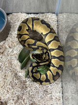 Pastel Enchi Het Sunset Ball Python