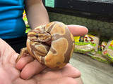 Ultramel Ball Python