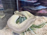 Super Pastel Cinnamon Mojave Ball Python