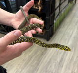 Normal King Rat Snake