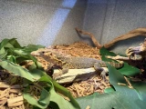 T+ Albino Water Monitor