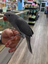 Cinnamon Indian Ringneck