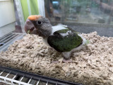 Cape Parrot