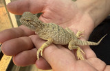Secret Toad Head Agama