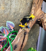 Dendrobates Tinctorius Peacock Dart Frog