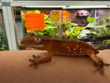Red Crested Gecko