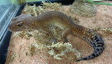 Blood Het Tremper Leopard Gecko