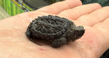Florida Snapping Turtle