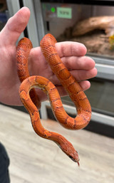Sun Kissed Het Palmetto Cornsnake