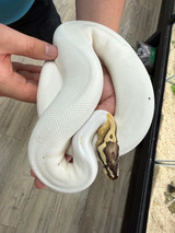 Super Pastel Piebald Ball Python