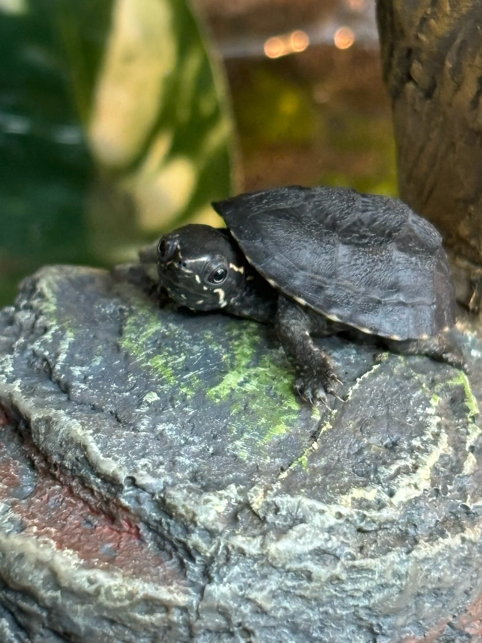 Musk Turtle