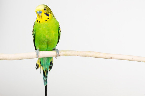 Parakeet