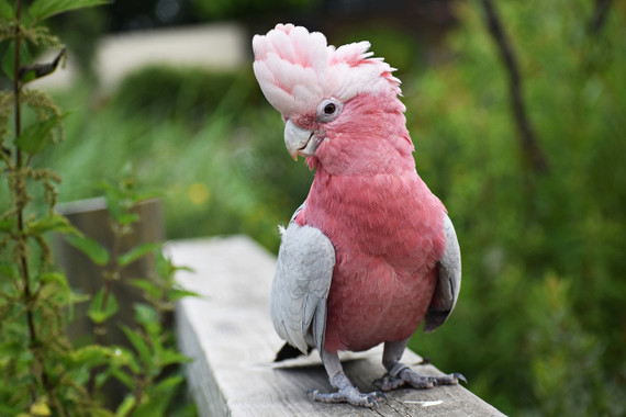 Rose-Breasted Cockatoo