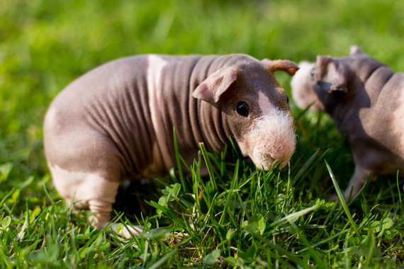 Skinny Pig (Hairless Guinea Pig)