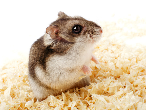 Djungarian Hamster