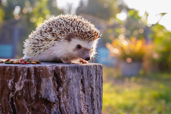 Hedgehog