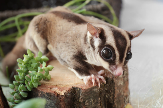 Sugar Glider