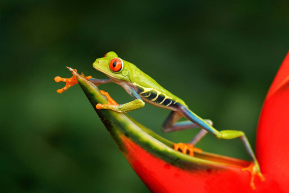 Red-Eyed Tree Frog