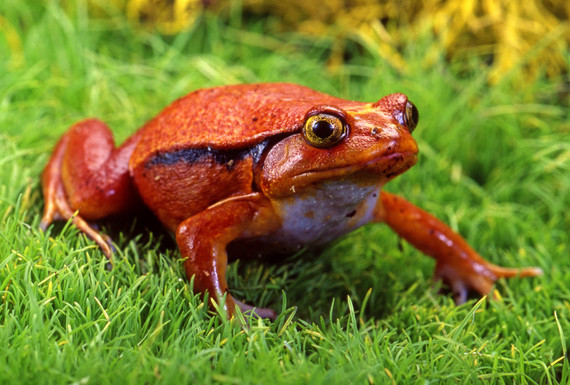 Tomato Frog