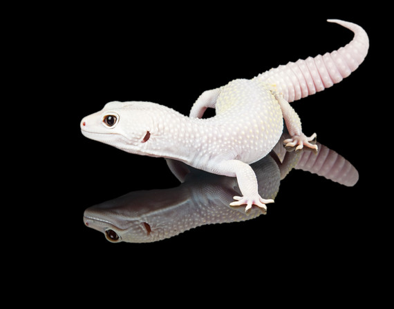 Albino Leopard Gecko