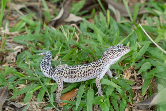 Mack Snow Leopard Gecko