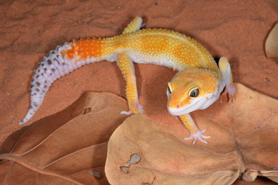 Tangerine Leopard Gecko