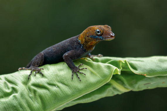 Yellow-Headed Gecko