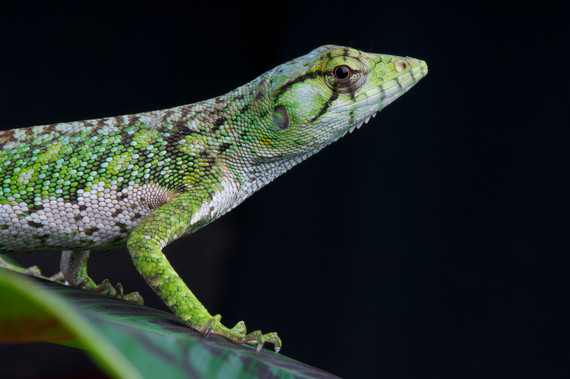 Monkey Anole