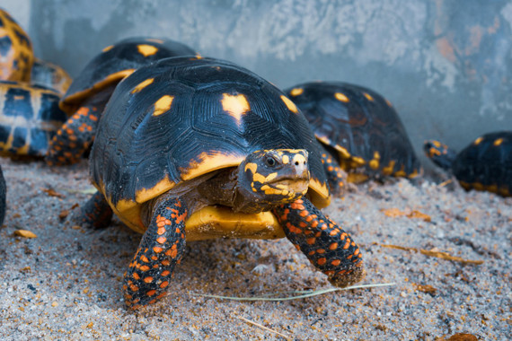 Red-Footed Tortoise