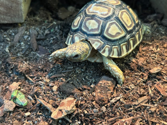 Leopard Tortoise