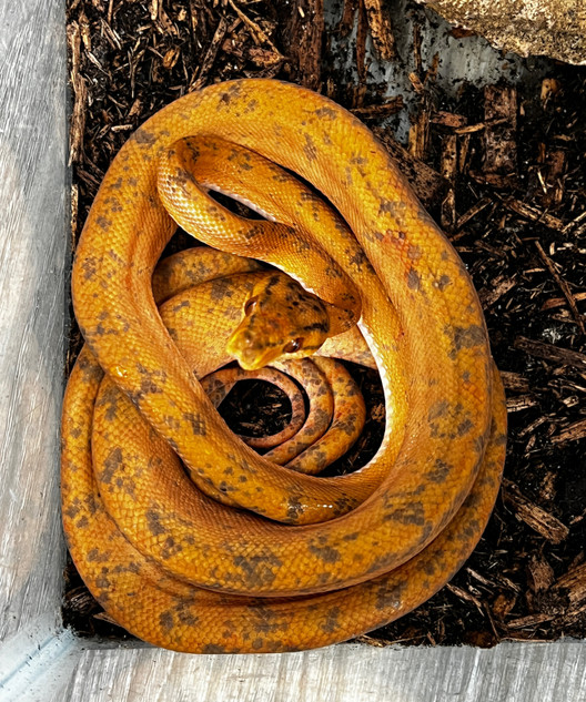 Amazon Tree Boa