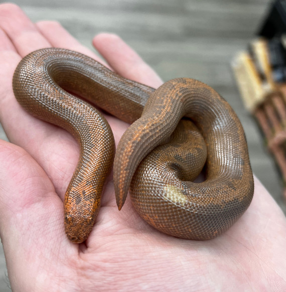 Striped Kenyan Sand Boa