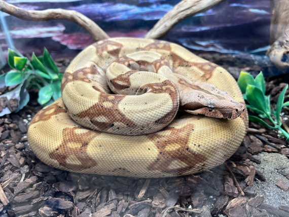 Red Tail Boa