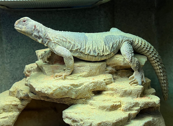 Egyptian Uromastyx