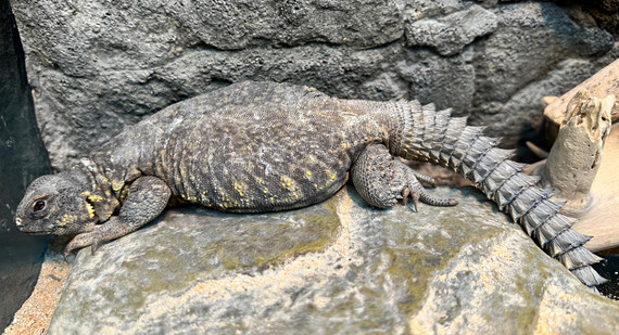 Niger Uromastyx